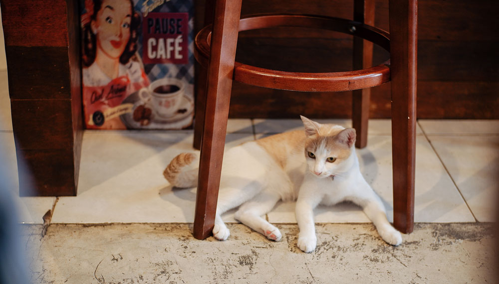 Cat cafe in Chiang Rai